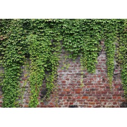 Fototapete - Brick and ivy