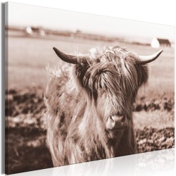 Leinwandbild - A Scottish Cow in Sepia