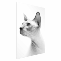 Poster - Poster - Hairless Cat