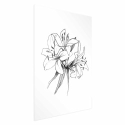 Poster - Drawn Flowers