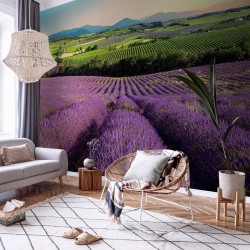 Fototapete - Lavender Field