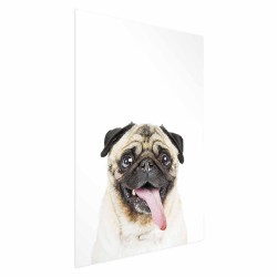 Poster - Pug