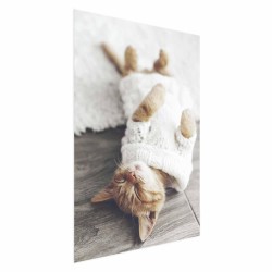 Poster - Lazy Cat