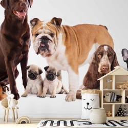 Fototapete - Animal portrait - dogs with a brown labrador in the centre on a white background