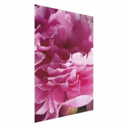 Poster - Poster - Beautiful Peonies