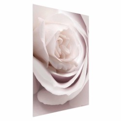 Poster - Poster - Porcelain Rose