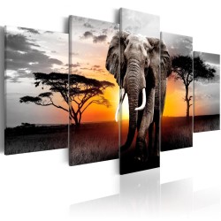 Leinwandbild - Elephant at Sunset